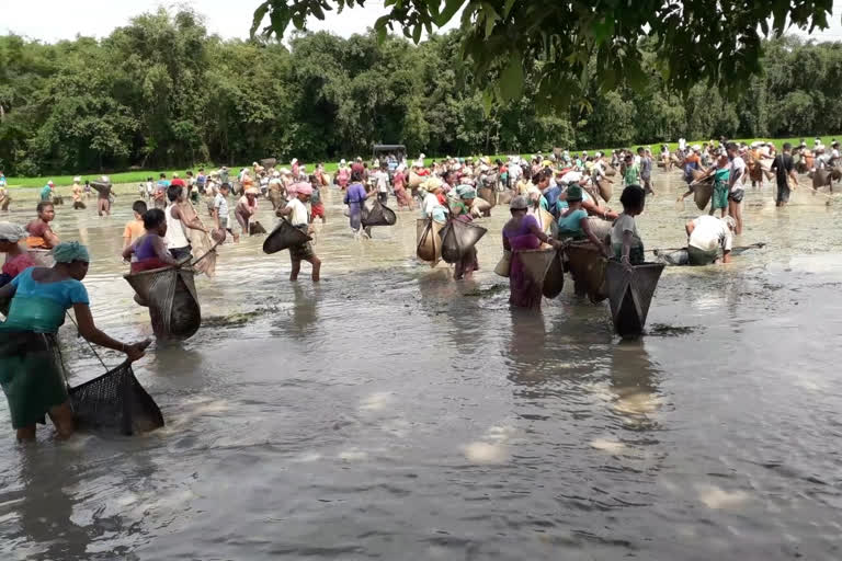 Traditional fish catching custom in Bilasipara