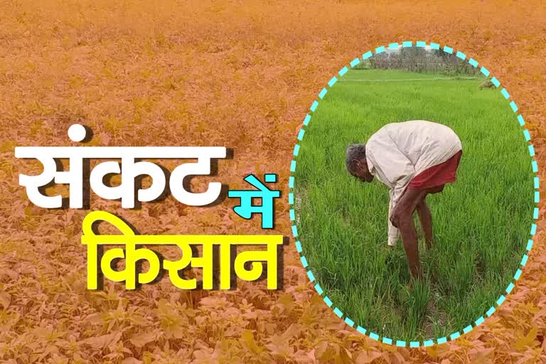 Paddy farmers are planting soybean due to no rain in Damoh