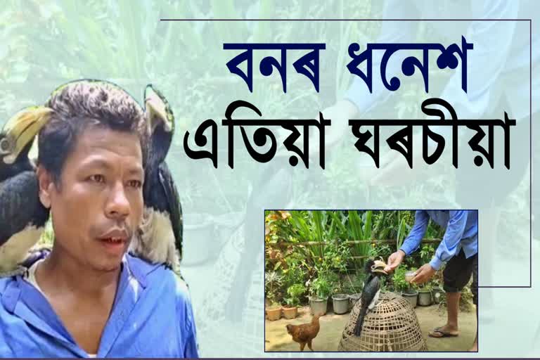 বনৰ ধনেশ এতিয়া ঘৰচীয়া