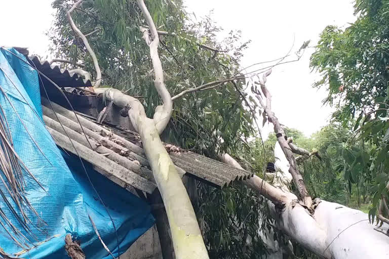 tree fall on the house in pariya