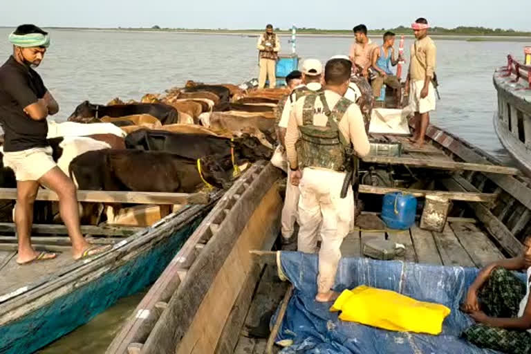 দক্ষিণ শালমাৰাত আৰক্ষীৰ অভিযানত জব্দ চোৰাং গৰু