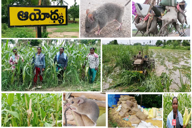 Rats  destroying crops in Ayodhya village