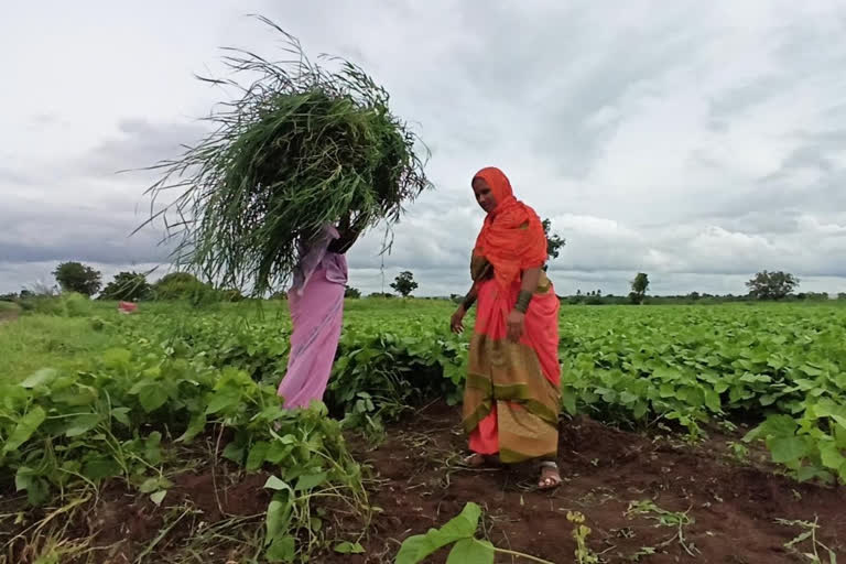 Lockdown impact on agriculture sector in satara