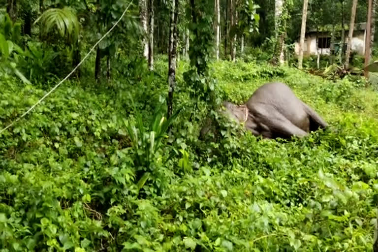 wild elephant found dead in trivandrum  wild elephant found dead news  wild elephant news  wild elephant dead news  കാട്ടാന ചെരിഞ്ഞു  കാട്ടാന വാര്‍ത്തകള്‍