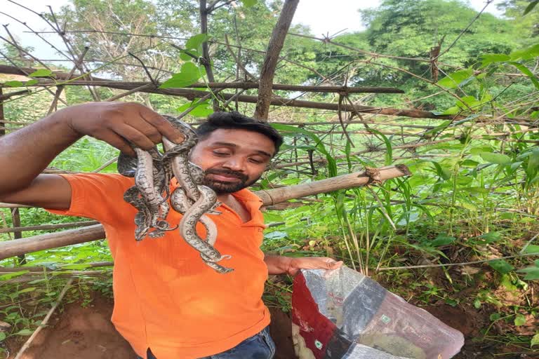 baby pythons found in korba