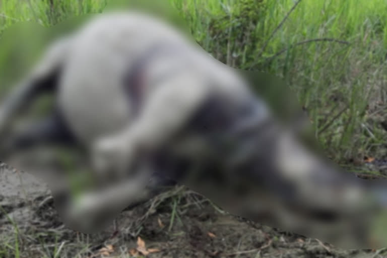 carcass of female Rhino