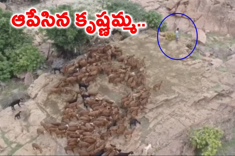 A shepherd gets stuck in the island from past 5 days due to Krishna river flood