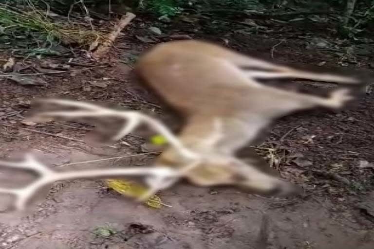 nandankanan latest news, deer died in nandankanan, deer died, ନନ୍ଦନକାନନ ଲାଟେଷ୍ଟ ନ୍ୟୁଜ୍‌, ନନ୍ଦନକାନନରେ ହରିଣ ମୃତ, ହରିଣ ମୃତ୍ୟୁ