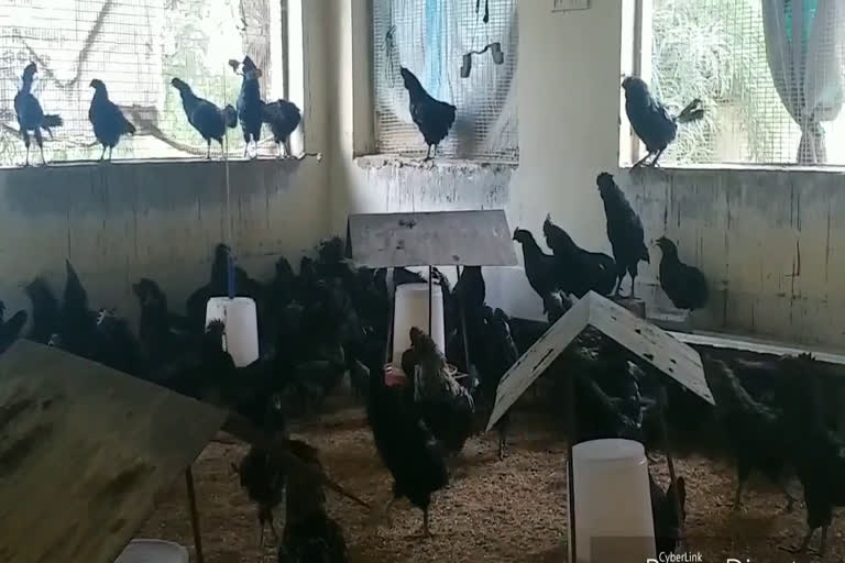 Kadaknath cock