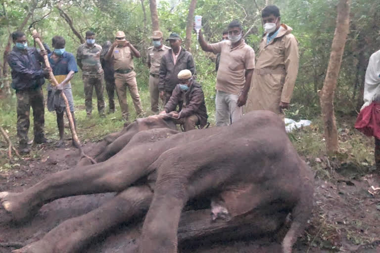 Coimbatore elephant death