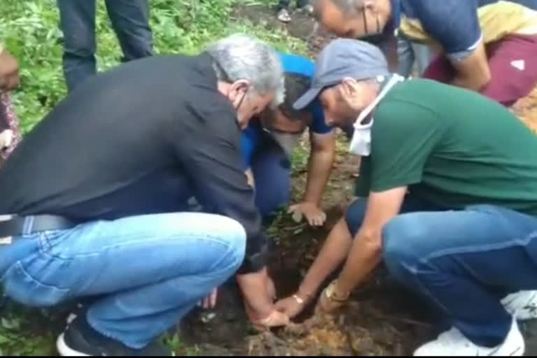 tree plantation in shimla