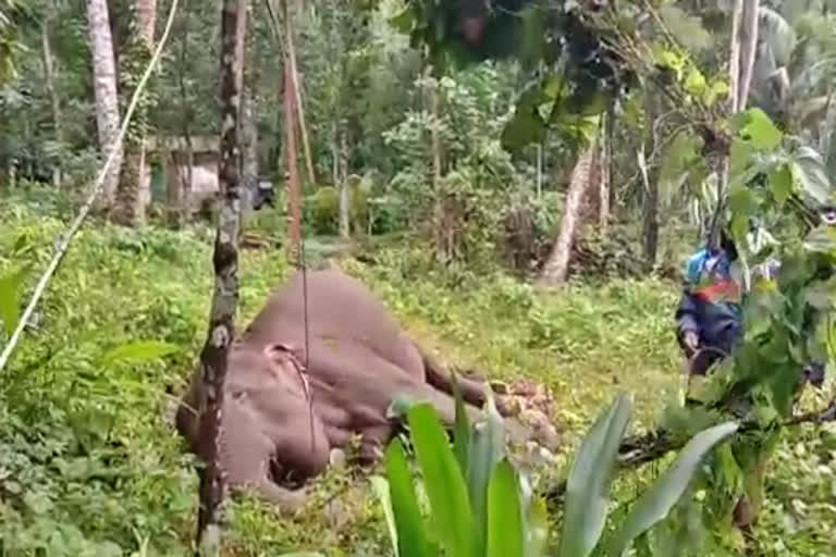 തിരുവനന്തപുരം  പെരിങ്ങമല പേത്തല  കാട്ടാന ചെരിഞ്ഞു  കരിക്കകം വനം  ആന ഷോക്കേറ്റ് ചെരിഞ്ഞു  Wild elephants  Peringamala  thiruvananthapuram  kattana  karikkakam  pethala elephant death