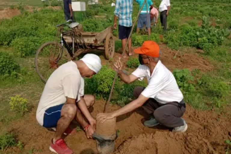 plantation at govardhan gaushala in sohna