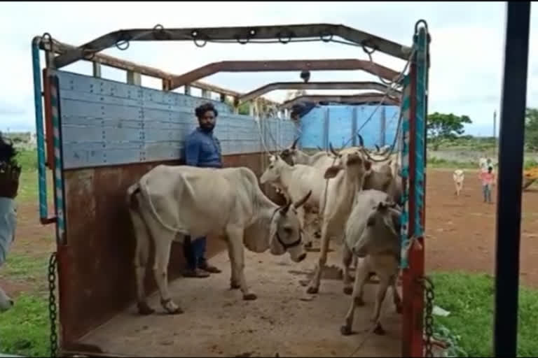 More than 500 cows were sent by the municipality to the cow sanctuary