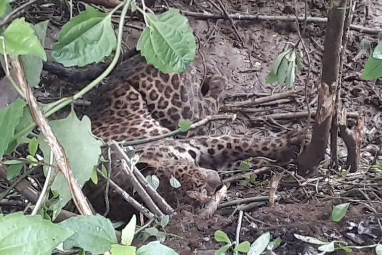 Leopard's death in piriyapattana