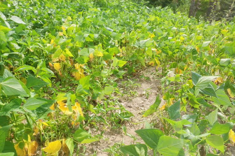 crops started drying in karsog