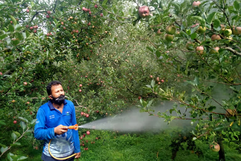 Mite disease in apple