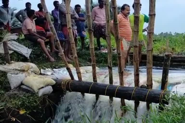 മഴക്കെടുതിയും മടവീഴ്‌ചയും: ആലപ്പുഴയില്‍ വന്‍ കൃഷിനാശം  മഴക്കെടുതിയും മടവീഴ്‌ചയും  ആലപ്പുഴയില്‍ വന്‍ കൃഷിനാശം  കൃഷിനാശം  ആലപ്പുഴ  agriculture lose alappuzha heavy rain  heavy rain  rain kerala  alappuzha