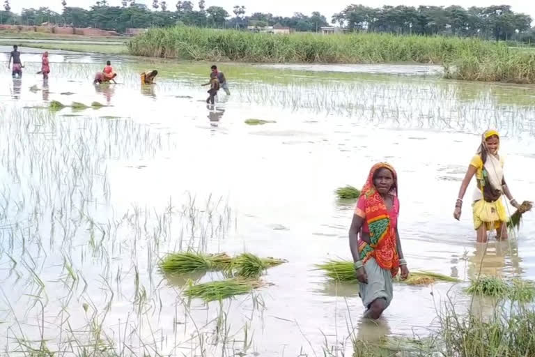 धान की रोपनी कर रहे किसान