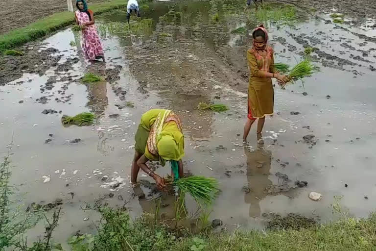 મહીસાગરમાં વરસાદ થતાં ખેડૂતોએ ડાંગરની રોપણી શરુ કરી