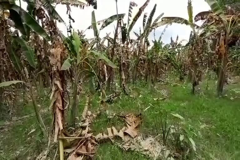 ASSAM FLOOD, POOR BANENA FARMER IN SOUTH KAMRUP