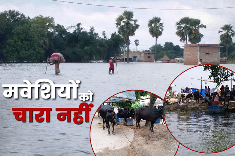 Cattle feed problem due to flood in Rohtas