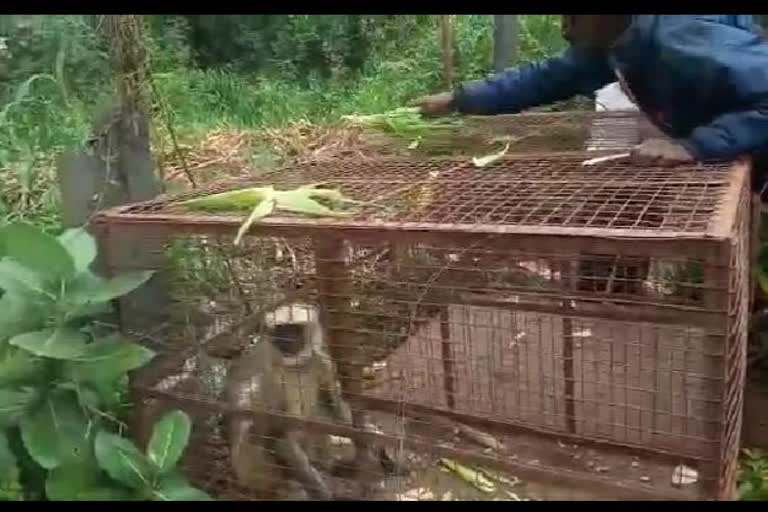 Monkey Capture