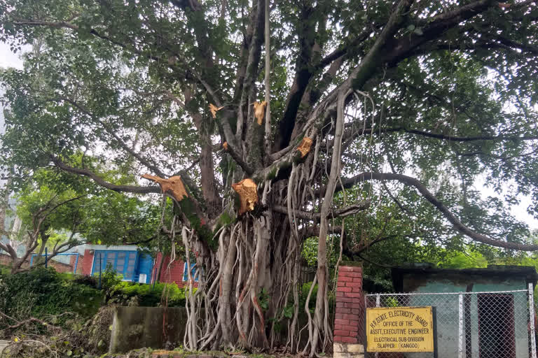 electricity department cut banyan tree of two hundred years old In Sundernagar