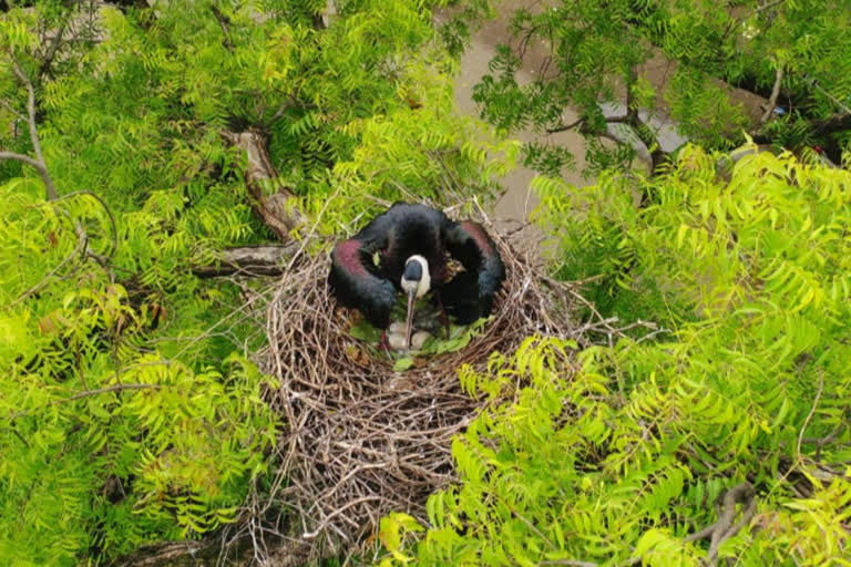 Woolly-necked stork