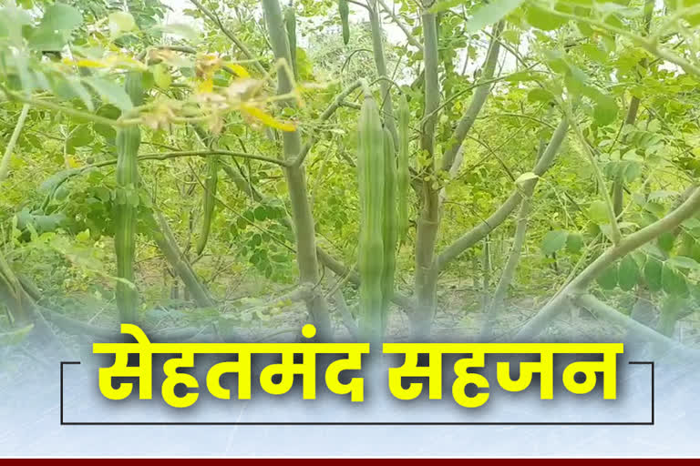 Dynamite of nutrition, etv bharat hindi news