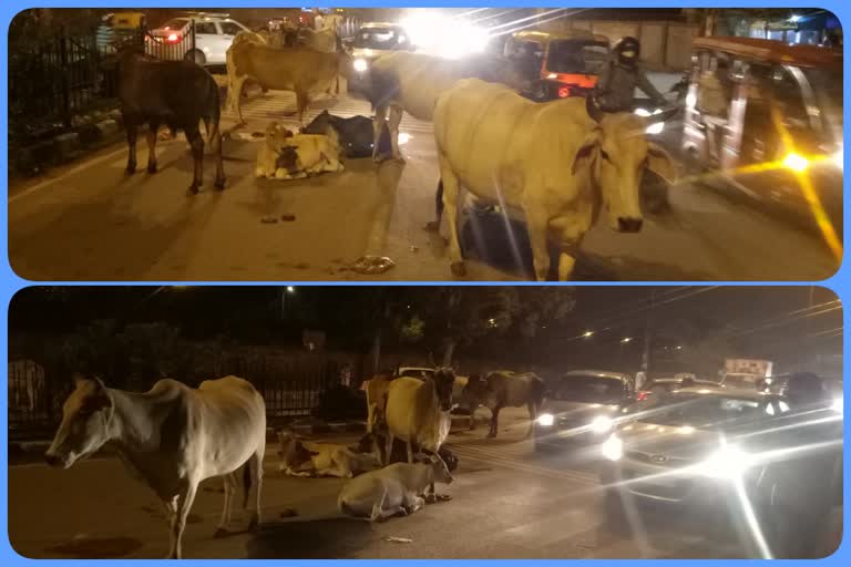 Many accidents happen due to stray animals in Delhi