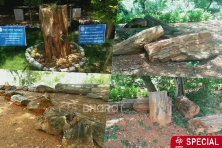 villupuram people request to renovate the National Fossil Wood Park