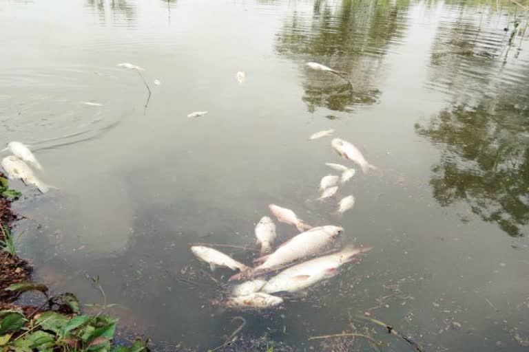 Dying fish in the pond in lohardaga, Fishermen upset over the death of fish in lohardaga, News of fisheries department lohardaga, लोहरदगा में तालाब में मर रही मछलियां, लोहरदगा में मछलियों के मरने से मत्स्य पालक परेशान,
