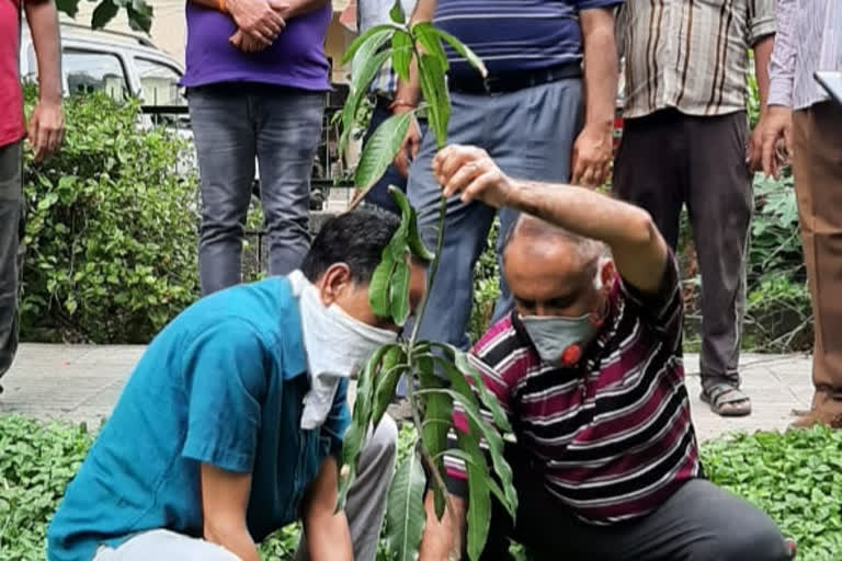 saplings planted in dilashd garden f block on the occasion of janmashtami