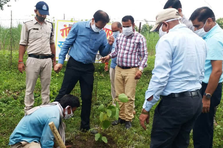 Collector did plantation