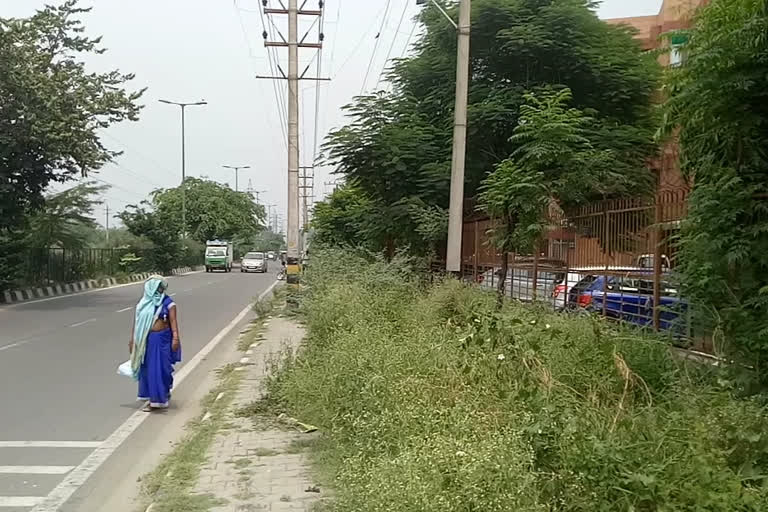 pedestrians facing problem due to unwanted plants on footpath at vikaspiuri in delhi