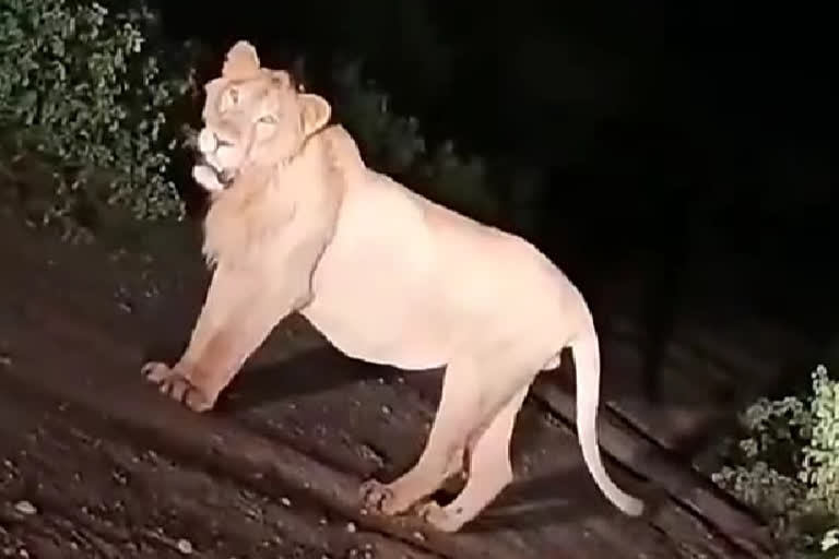 lion roaring