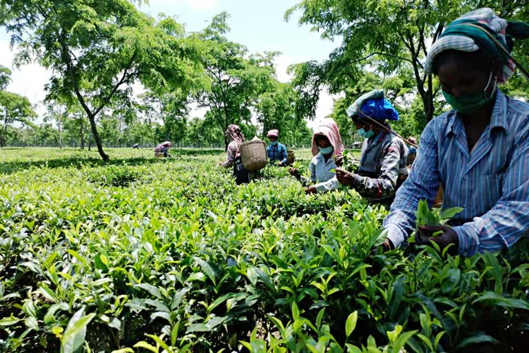 কৰ'ণাৰ বাবে মন্থৰ হৈ গ'ল দুশবছৰীয়া চাহ উদ্যোগ