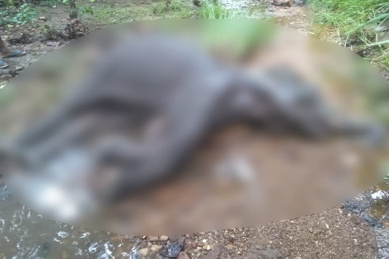 elephant deadbody found