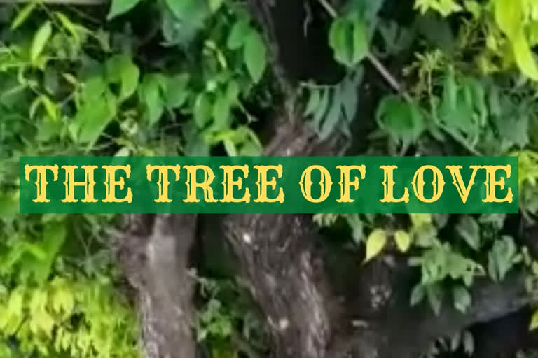 Kurukshetra's Tamal tree: Witness to Radha's love for Krishna