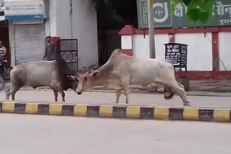 आवारा पशुओं से लोग परेशान, People upset by stray animals