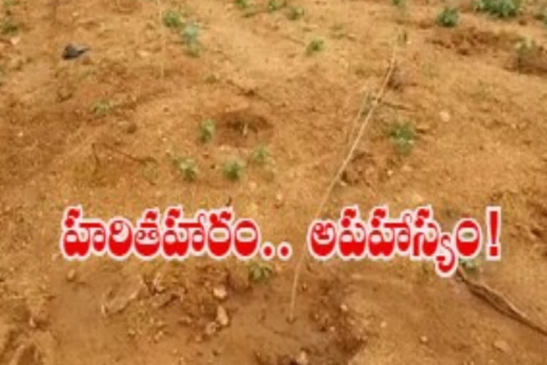 neglegency in harithaharam programme in nalgonda district