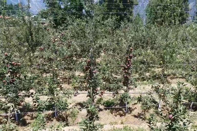 apple orchard kinnaur