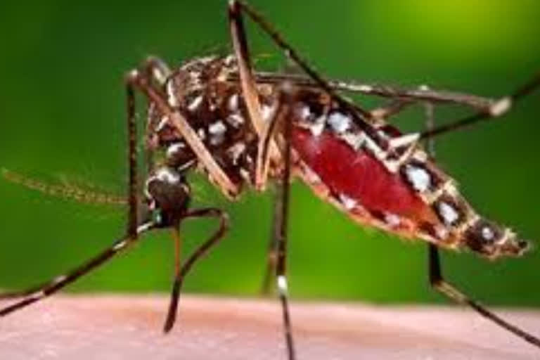 Health department  warning in state  dengue warning  ഡെങ്കിപ്പനി  ഡെങ്കിപ്പനി മുന്നറിയിപ്പ്  ആരോഗ്യ വകുപ്പ്