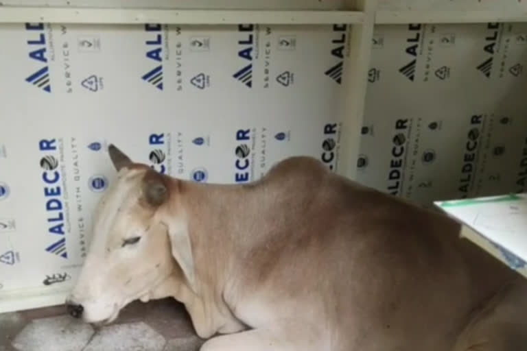 Cattle are resting in Corona sample cabin in guna