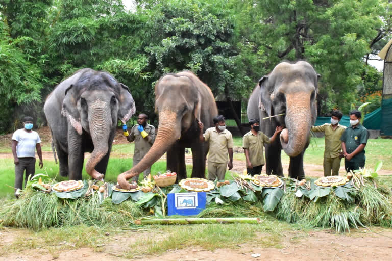 hyderabad zoological park celebrates international elephant day