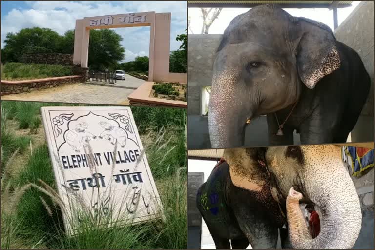 Corona virus effect on elephants, हाथियों पर कोरोना वायरस प्रभाव