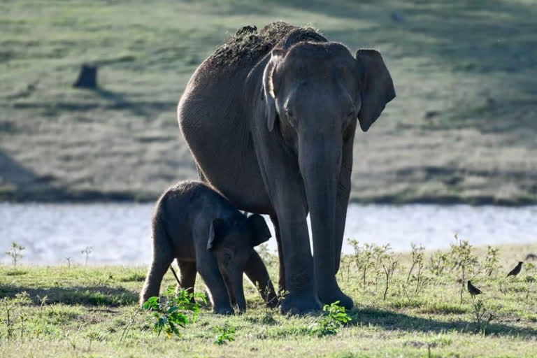 Special celebrations for elephants at Hyderabad Zoo including 82-yr-old Rani