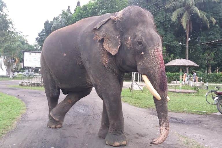 Asia's oldest jumbo ejnoying retirement at Assam tea estate