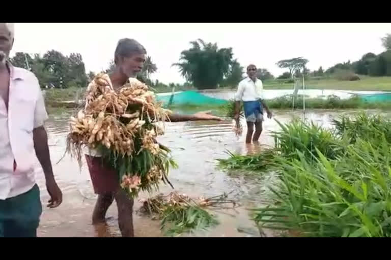 Crop destruction by decision of irrigation authorities